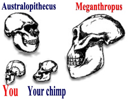 Скелеты великанов черепа гигантов