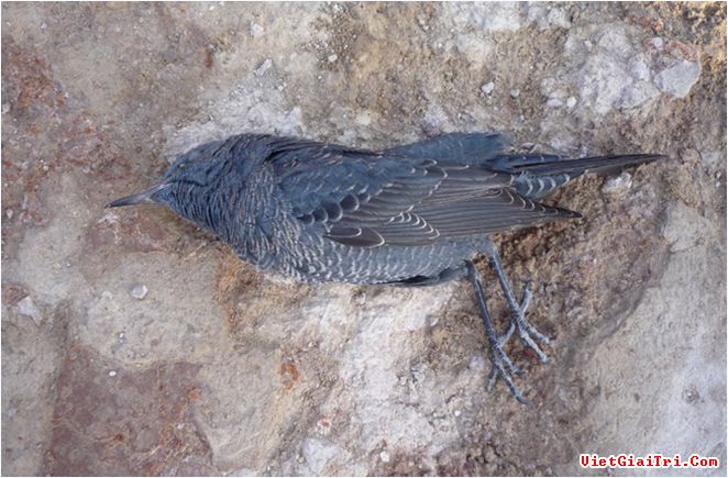 Несколько птиц погибло, приблизившись к месту раскопок