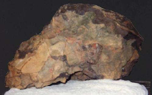 Череп возрастом сто миллионов лет найден в Пенсильвании.